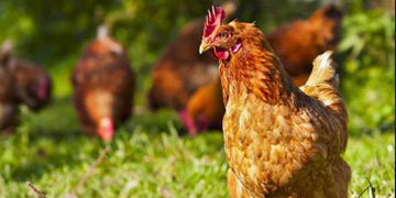 Image of Chicken in field