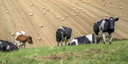 Image of Cows in a Field