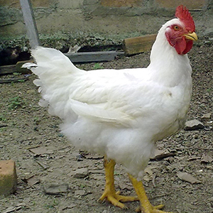 Image of a chicken represing Agriculture