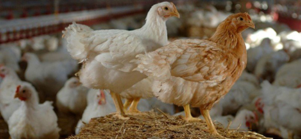 Image to represent Agriculture