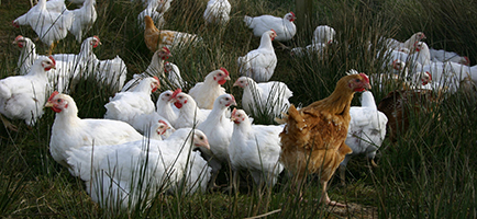 Image to represent Animal Welfare