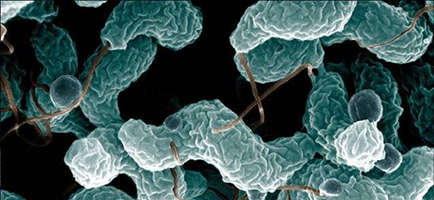 Image to represent Campylobacter